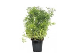 Kopr v květináči 1ks Kopr v květináči 1ks